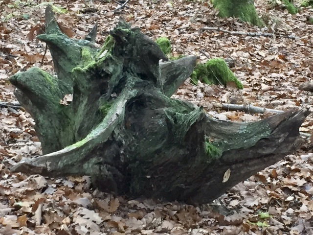 What is man in nature?