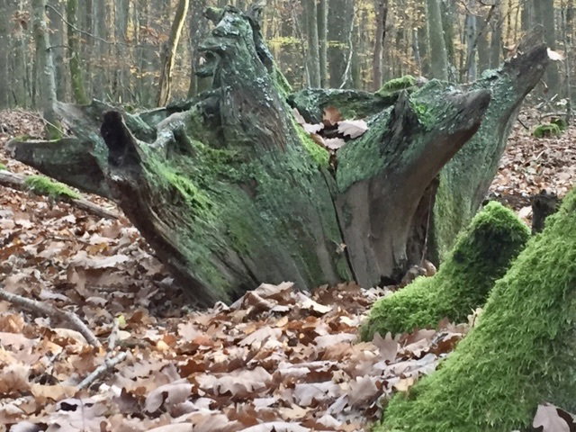 What is man in nature?