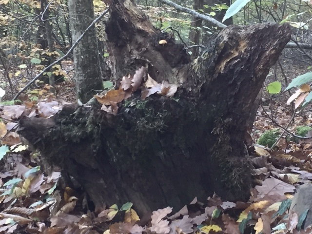 What is man in nature?