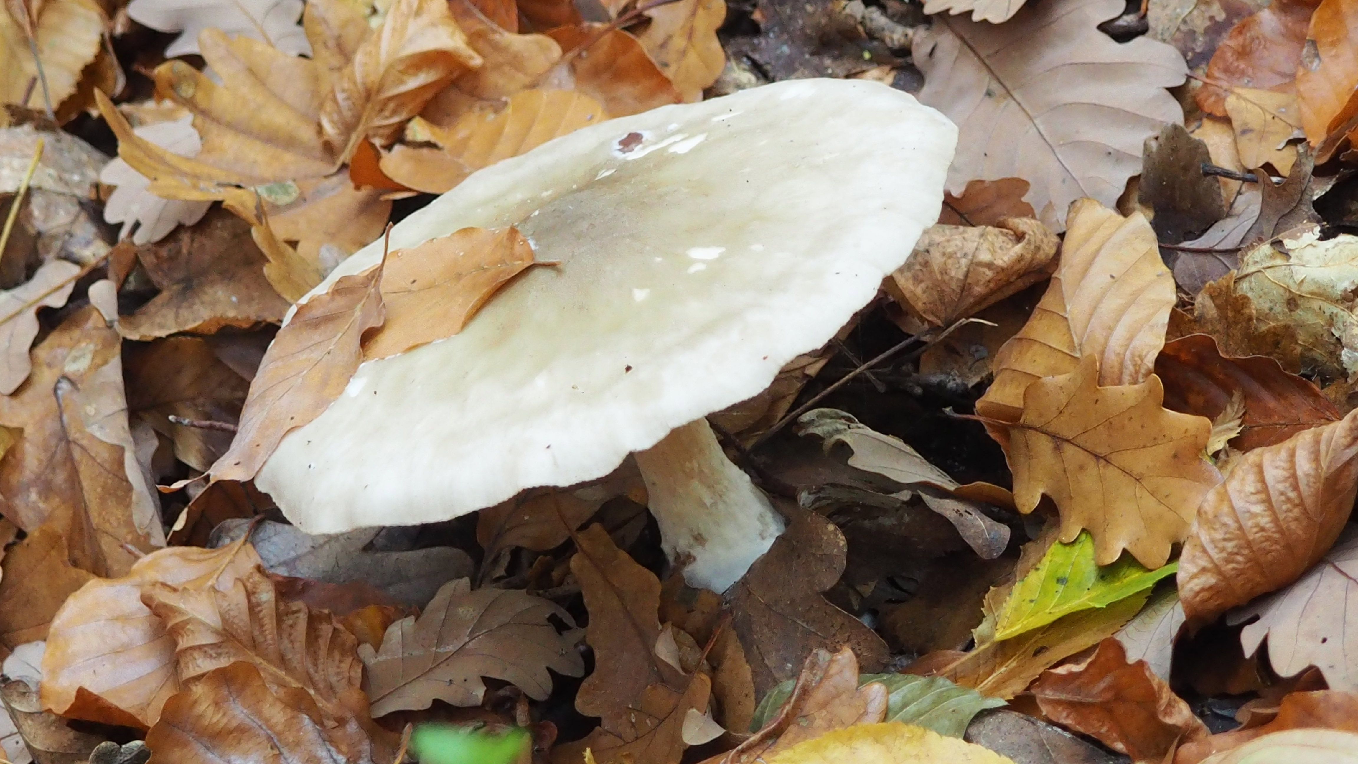 Mushrooms are like sins: to eat them, you have to take risks. *