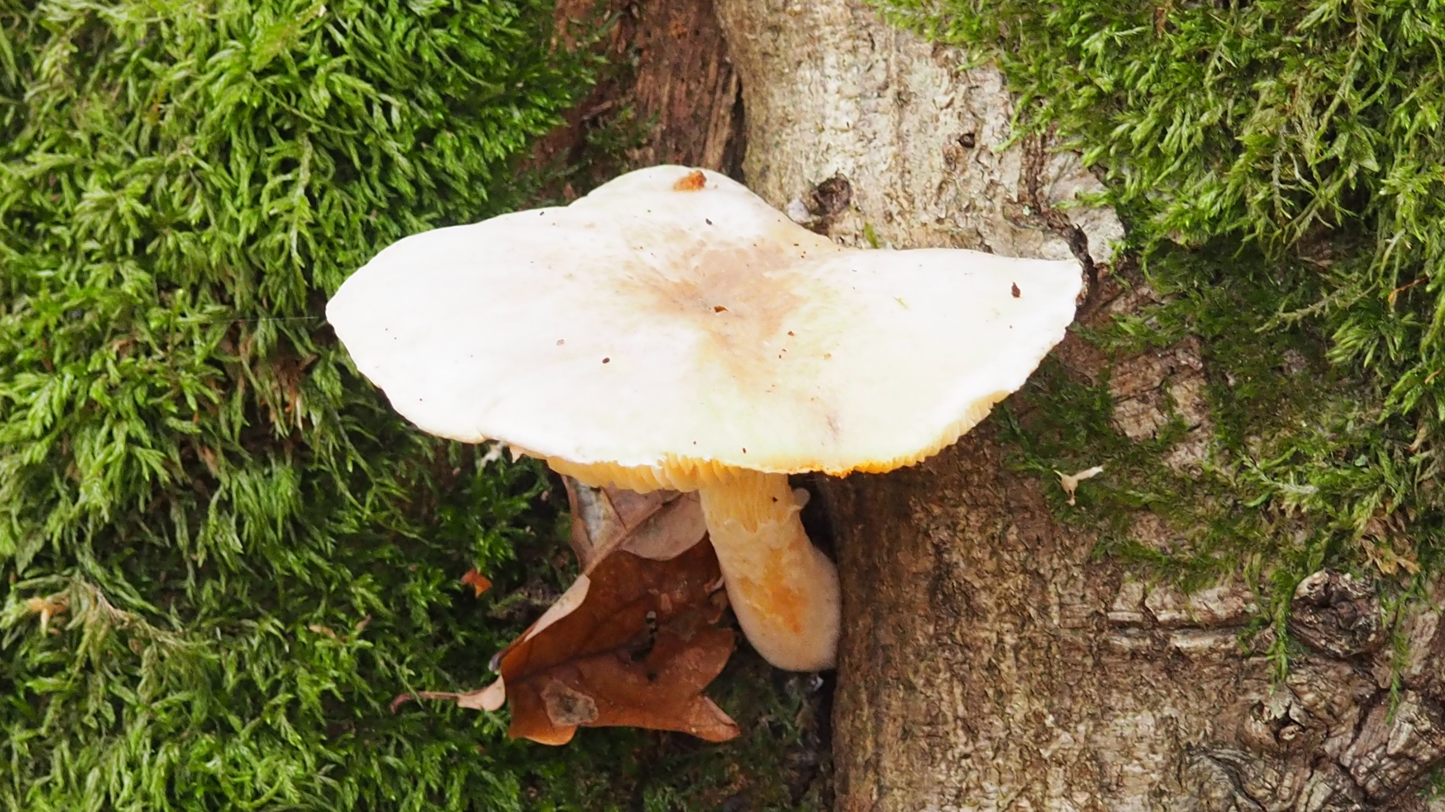 Mushrooms are like sins: to eat them, you have to take risks. *