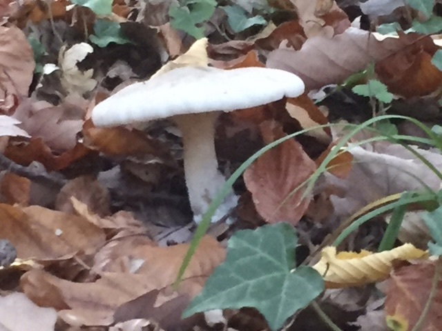 Mushrooms are like sins: to eat them, you have to take risks. *