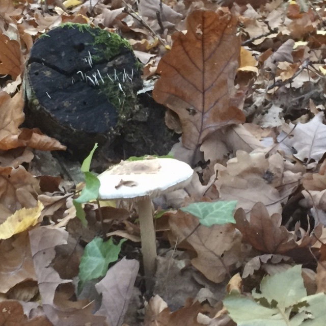 Mushrooms are like sins: to eat them, you have to take risks. *