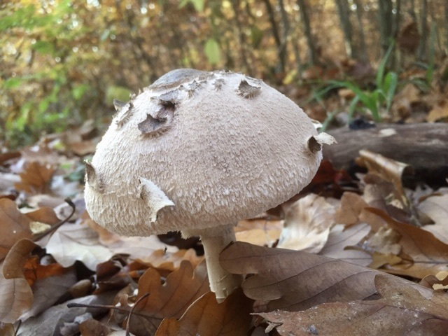 Mushrooms are like sins: to eat them, you have to take risks. *