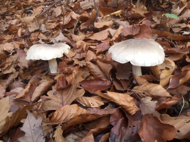 Mushrooms are like sins: to eat them, you have to take risks. *