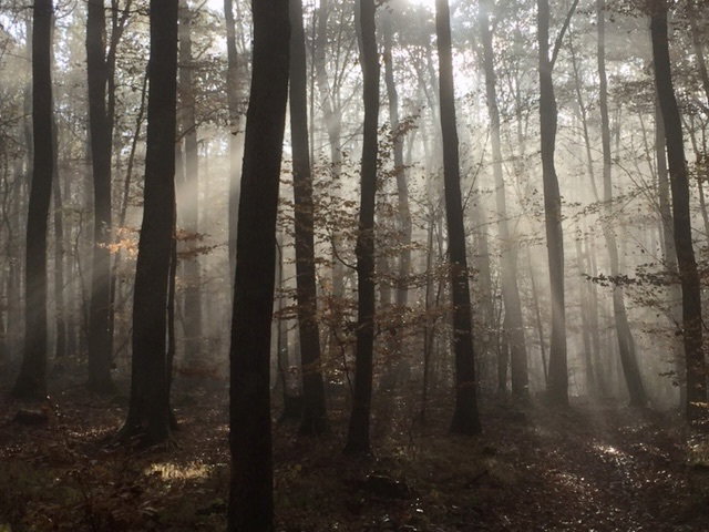The forest