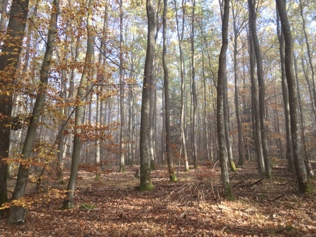 The forest