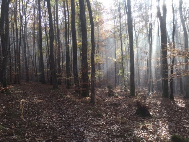 The forest
