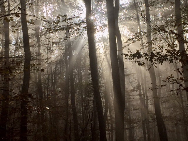 The forest