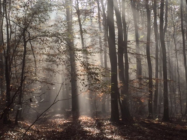 The forest
