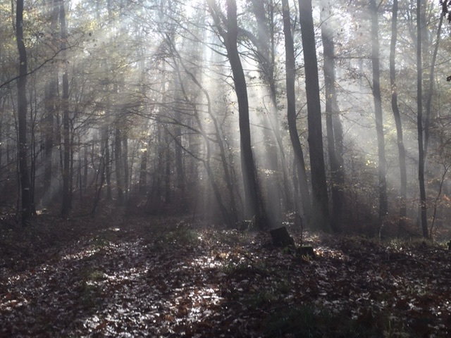 The forest