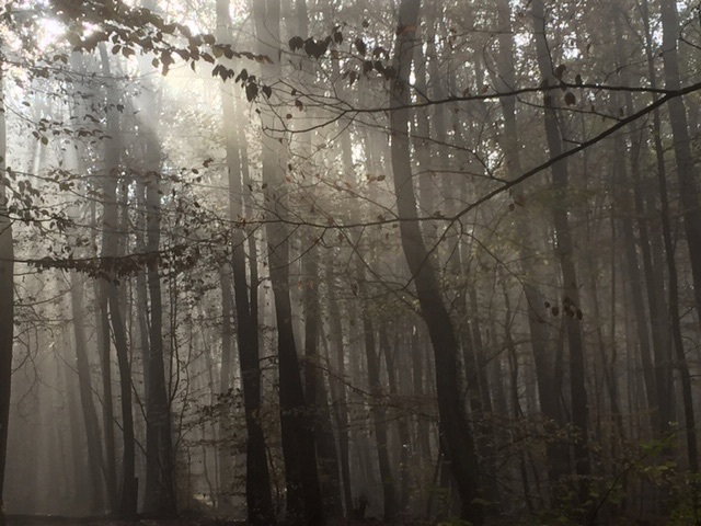 The forest