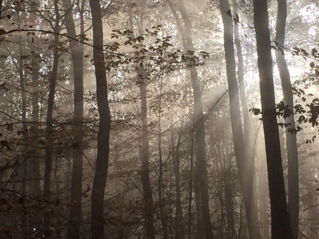 The forest