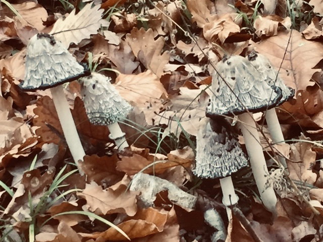 Mushrooms are like sins: to eat them, you have to take risks. *