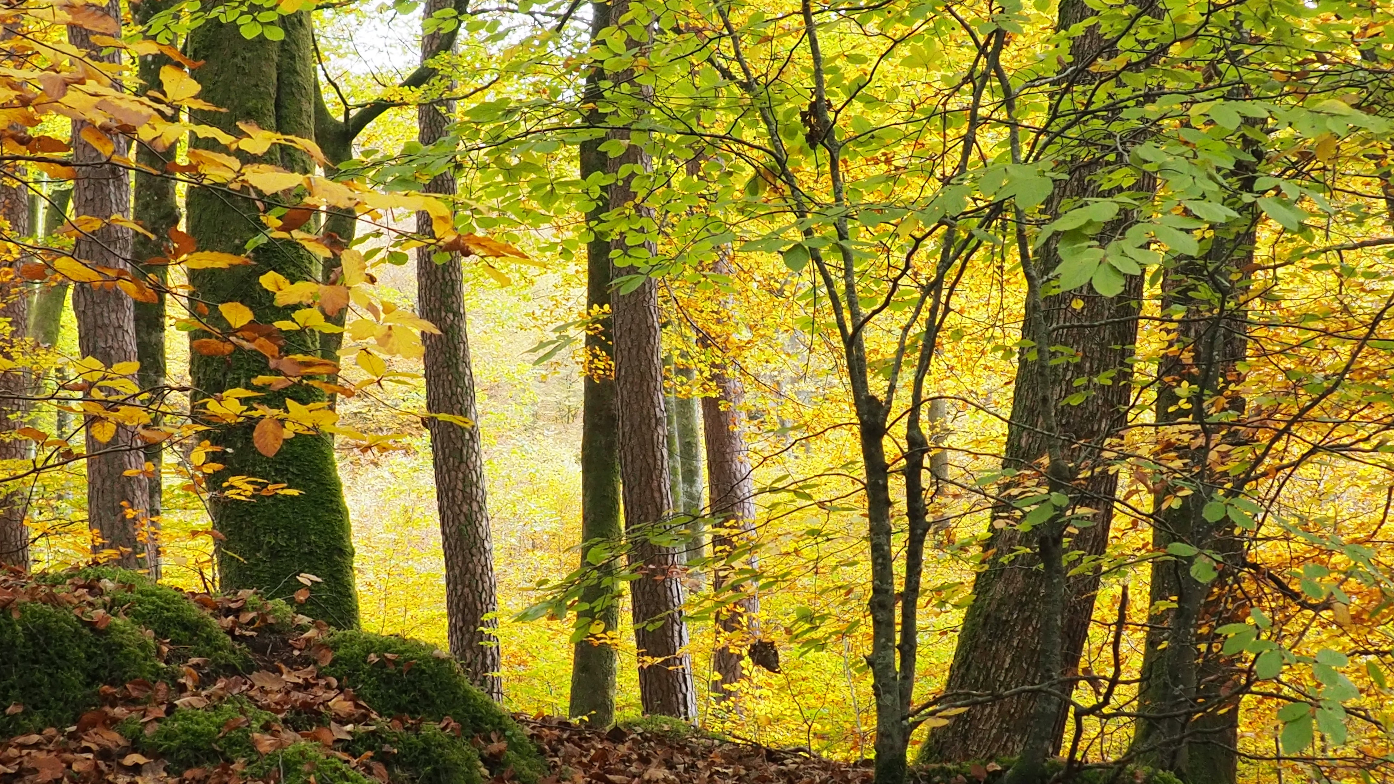 In autumn