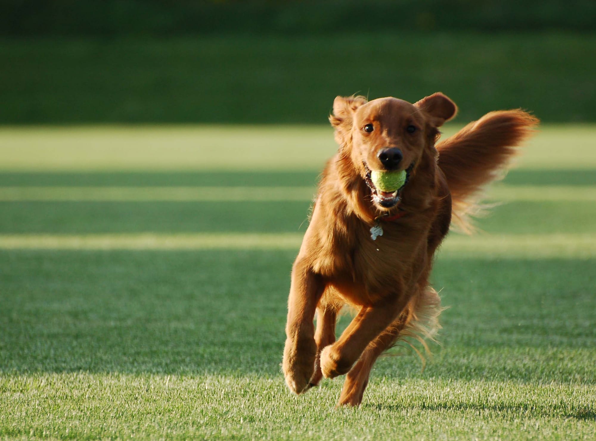Image result for dogs training