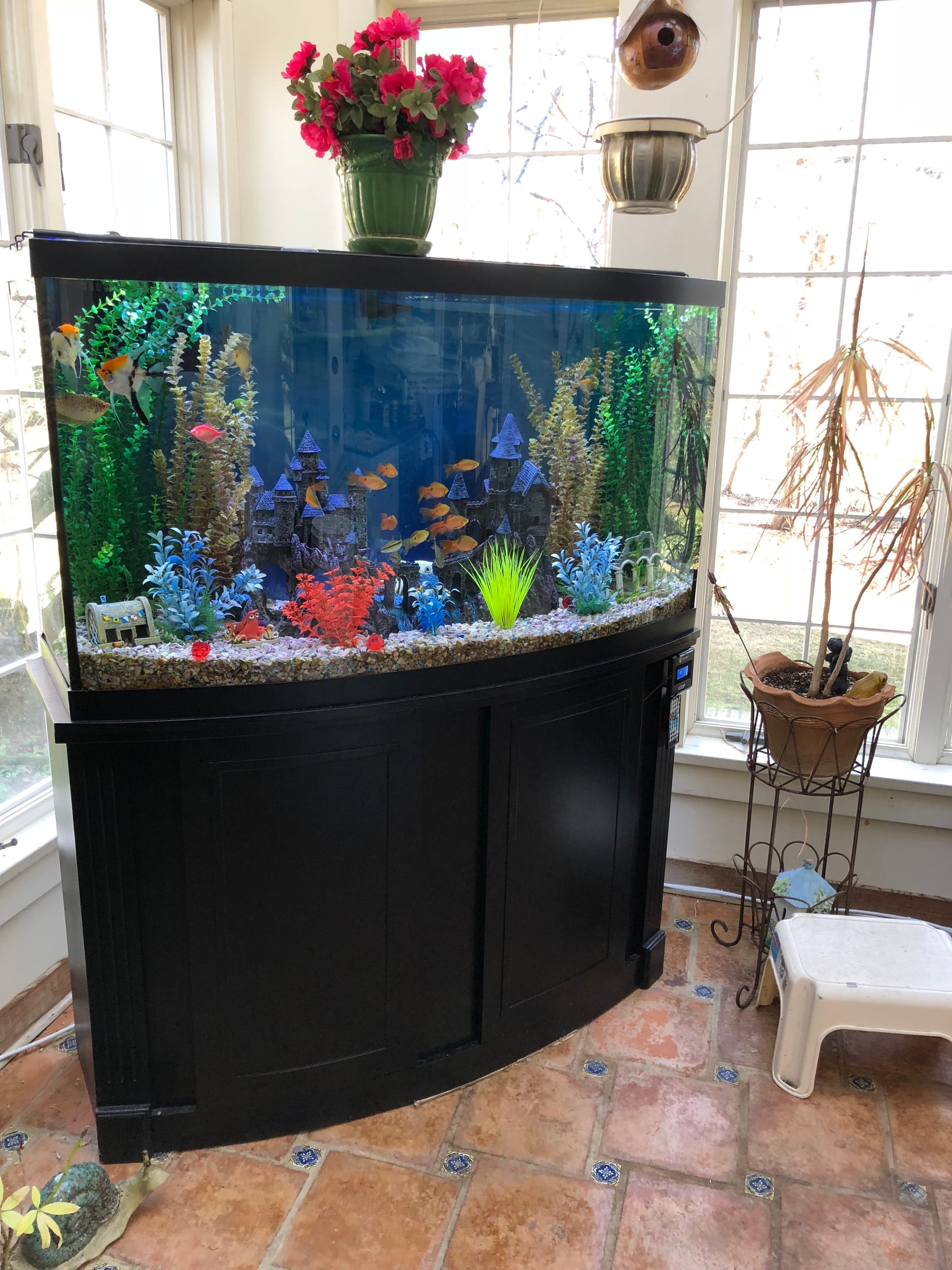 80-gallon-bowfront-aquarium-clark-s-aquarium-service